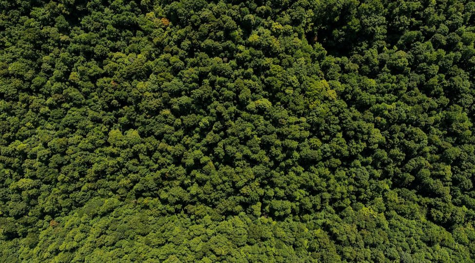 Aerial view of a crop canopy